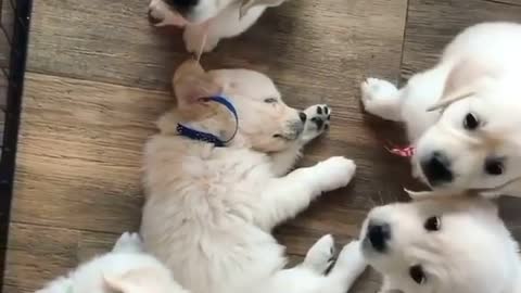 😍😍😍 Beautiful herd of puppies barking 😍😍😍