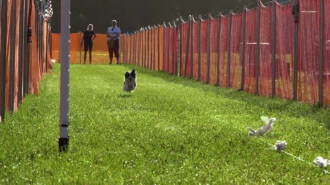 Papillon showing its prey drive