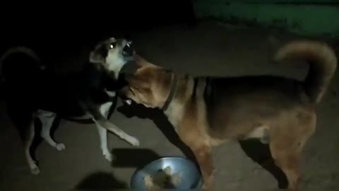 BIG DOG BARKING AT NIGHT