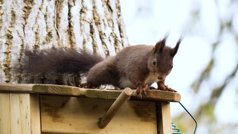 Red squirrel rodent & his dance...!!!