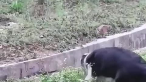 Mother dog help her baby to come out of small drainage