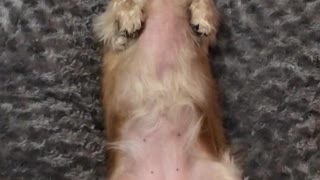 Cute pup super excited to sleep on brand new bed