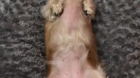 Cute pup super excited to sleep on brand new bed