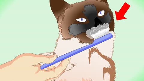 How to groom a siamese cat