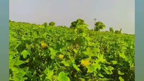 Geda khet da