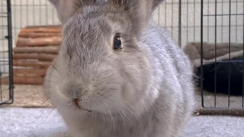 Share a video of a young rabbit eating vegetables.