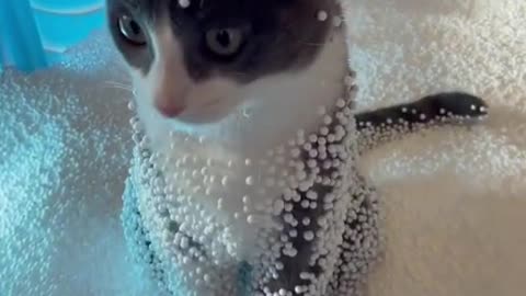 Kitten taking a styrofoam bath