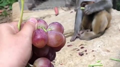 Monkeys eat grapes