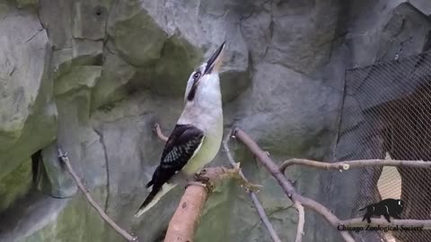 Kookaburra