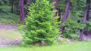 BIGFOOT NEAR MT RAINIER