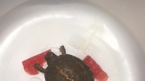 Baby Box Turtle eating watermelon.