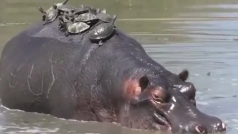 Turtles Try HIPPOS Patience