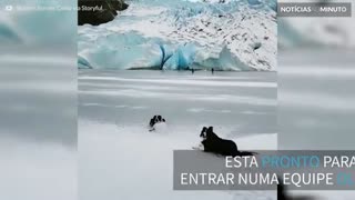 Cão se prepara para entrar na equipe olímpica de curling