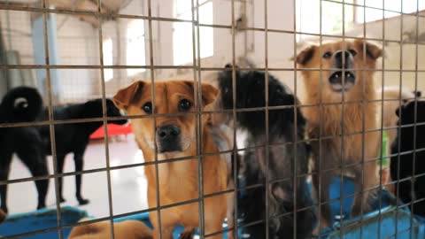 Sad dogs in shelter waiting to be rescued and adopted to new home. Shelter for animals concept