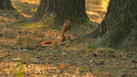 Amazing fluffy squirrel eats nut in the wood