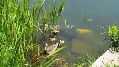 Wild ducks playing in the water