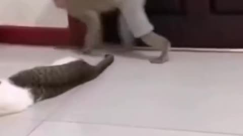 Funny videos |Monkey VS Cat|🤣🙈#funny