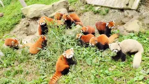 A group of raccoons are happily eating