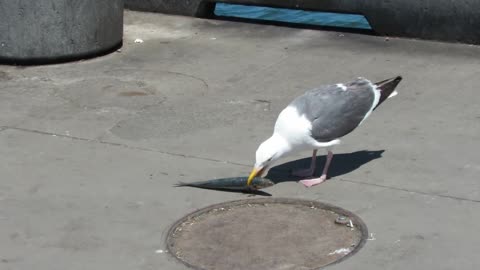 seagull swallows a fish