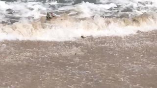 Iguana Swims in on the Surf