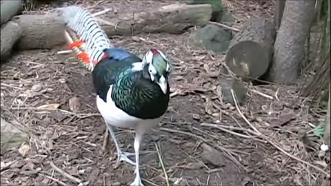 Funny video birds