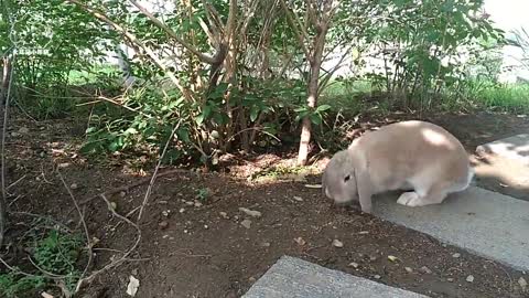 Taking rabbits to the woods should be the happiest thing for Little White Rabbit