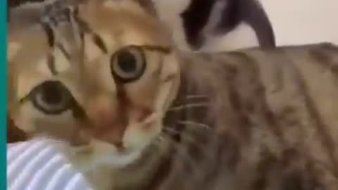 😺 cats and 🐶 dogs fighting very funny videos😂