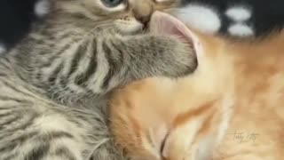 The cutest kittens love