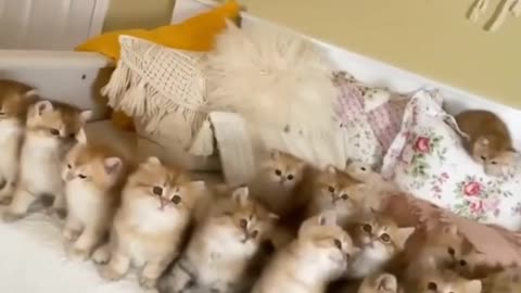 Cute Cat's Training School 🐈