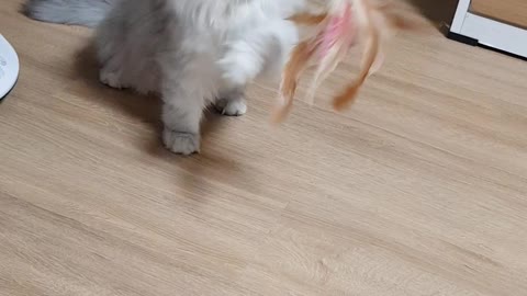 Persian Cat Playing With Toy ver.2