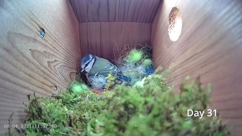 BLUE TIT BUILD A NEST UNDER 8 MINS FOR FIRST EGG