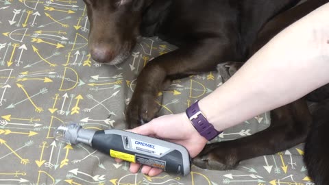 New Dremel PawControl Dog Nail Grinder Review and Paw