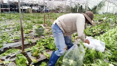 CUT VEGETABLES FOR SALE