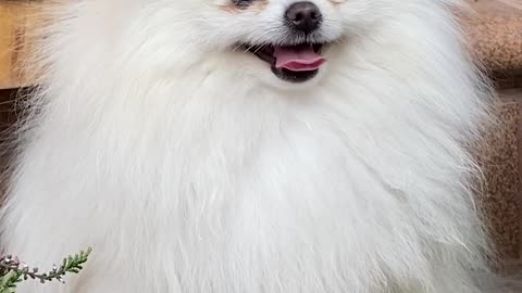 Smart cute dog // His fur is so soft