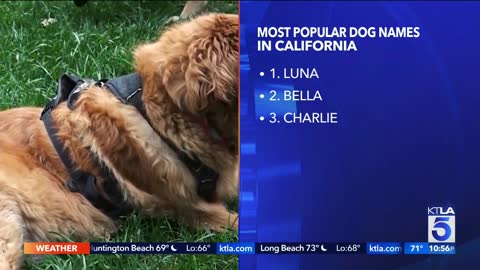 Study finds Luna is most popular dog name in U.S.