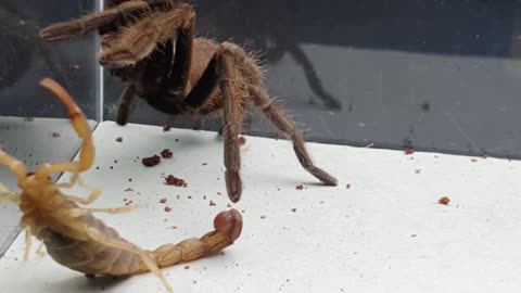 Legendary Scorpion vs Spider Battle