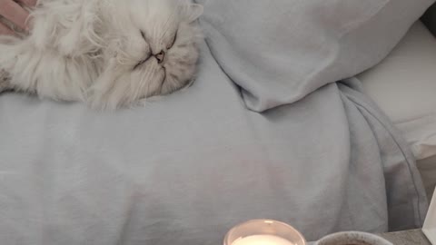 Cat naughty sleeping videos