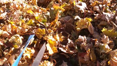 Beagles Buried in Leaves