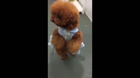 Funny dog dancing lambada