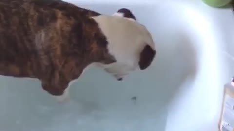 Dog having fun in the bath