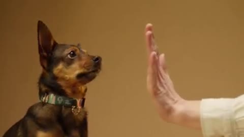 cute dog high fives man