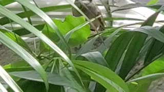 Sparrow Bird Hiding In The Tree