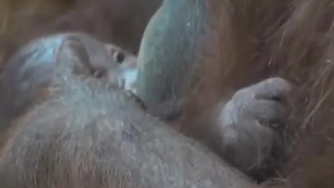 Baby orangutan born at Oregon Zoo