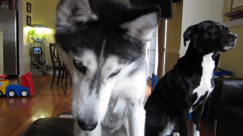 Mishka the Talking Husky says "Thank you"!