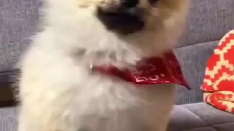 Funny 🐶 Dogs and 😻 Cats - Funny and fantastic pet videos