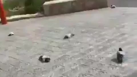 Birds falling down because of 5G radiation in Barcelona