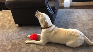 Singing dog loves the piano, howls every time it's played