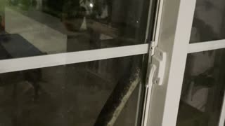 Big Snake Slithers Up Window