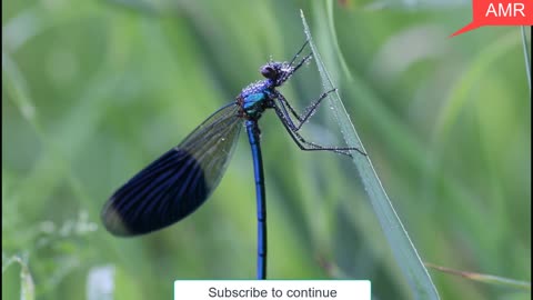 Watch how insects eat an indescribable sight