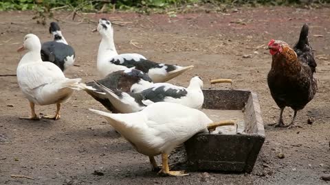 Ducks and chicken feeding at the farm